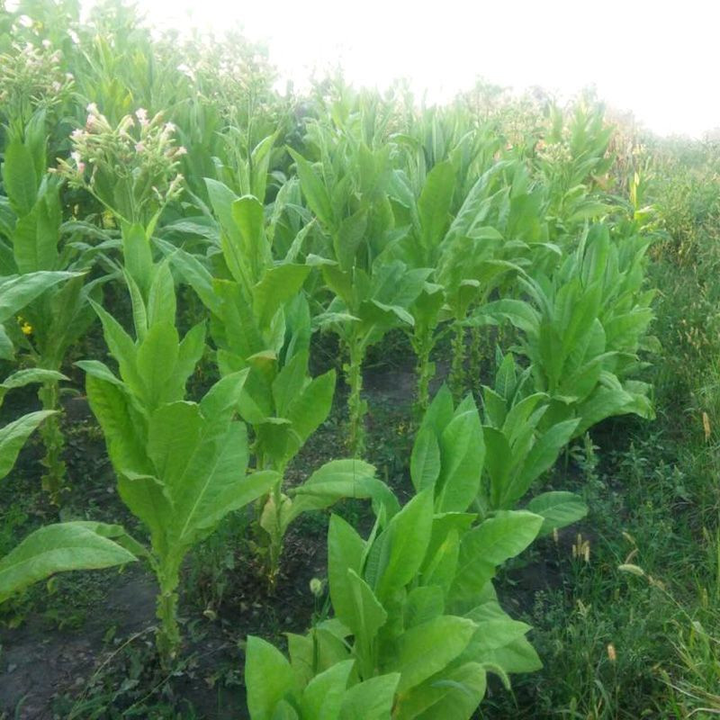 Tobacco seeds - American 3 - 300