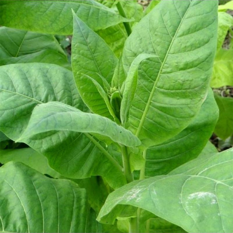 Tobacco seeds - American 3 - 300