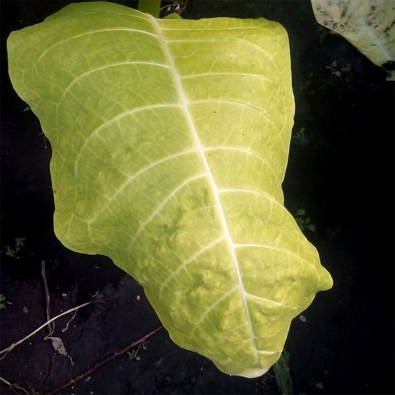 Tobacco seeds - Ternopolski 14 - 50