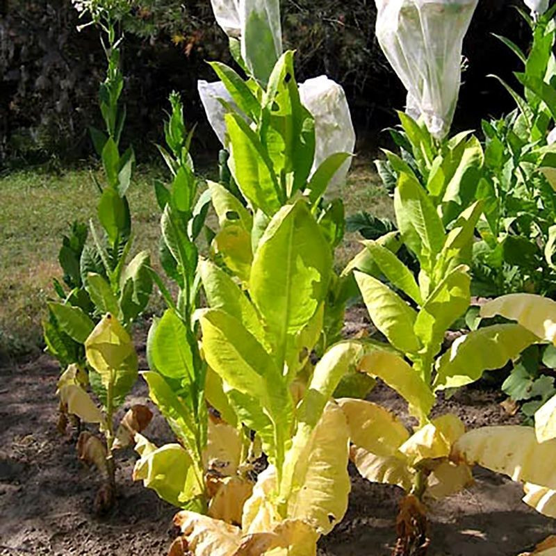 Tobacco seeds - Ternopolski 14 - 50