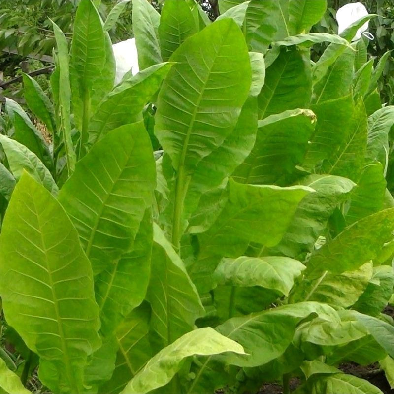 Tobacco seeds - Ternopolski 14 - 50