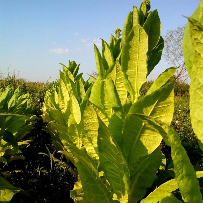 Tobacco seeds - Ternopolski 14 - 50