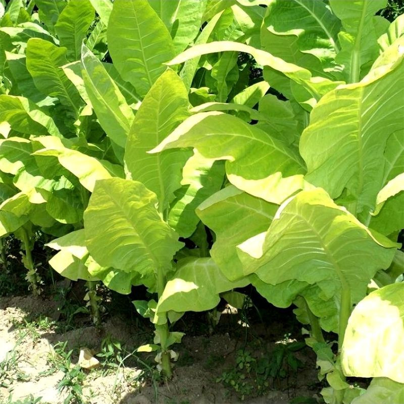 Tobacco seeds - Ternopolski 14 - 50