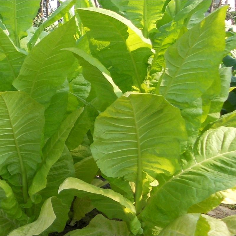 Tobacco seeds - Ternopolski 14 - 50