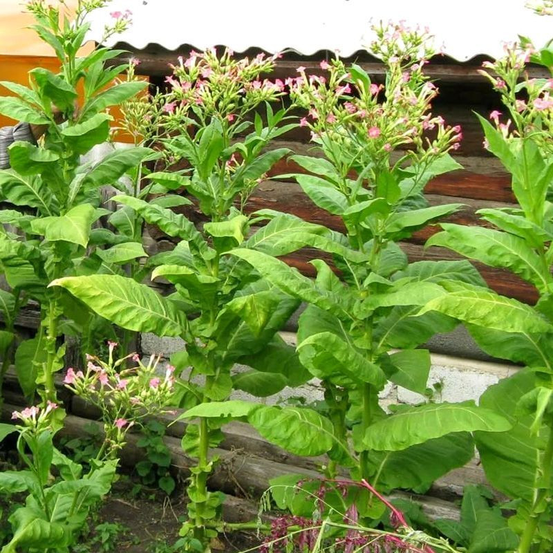 Tobacco seeds - Ternopolski 14 - 100