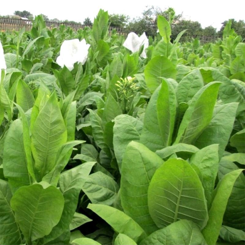 Tobacco seeds - Ternopolski 14 - 50