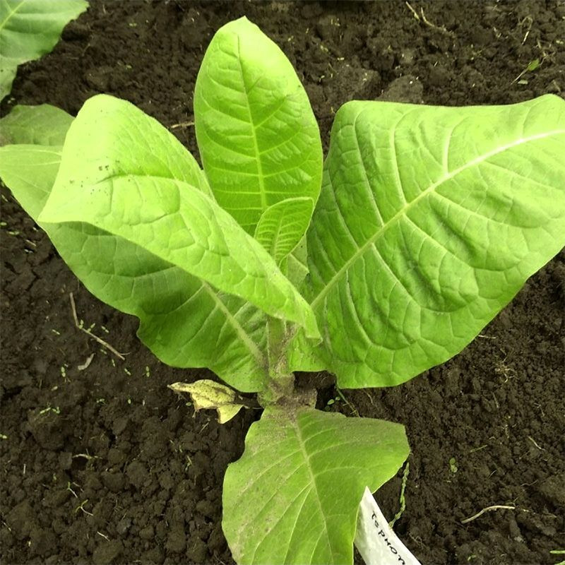 Tobacco seeds - Ternopolski 14 - 50