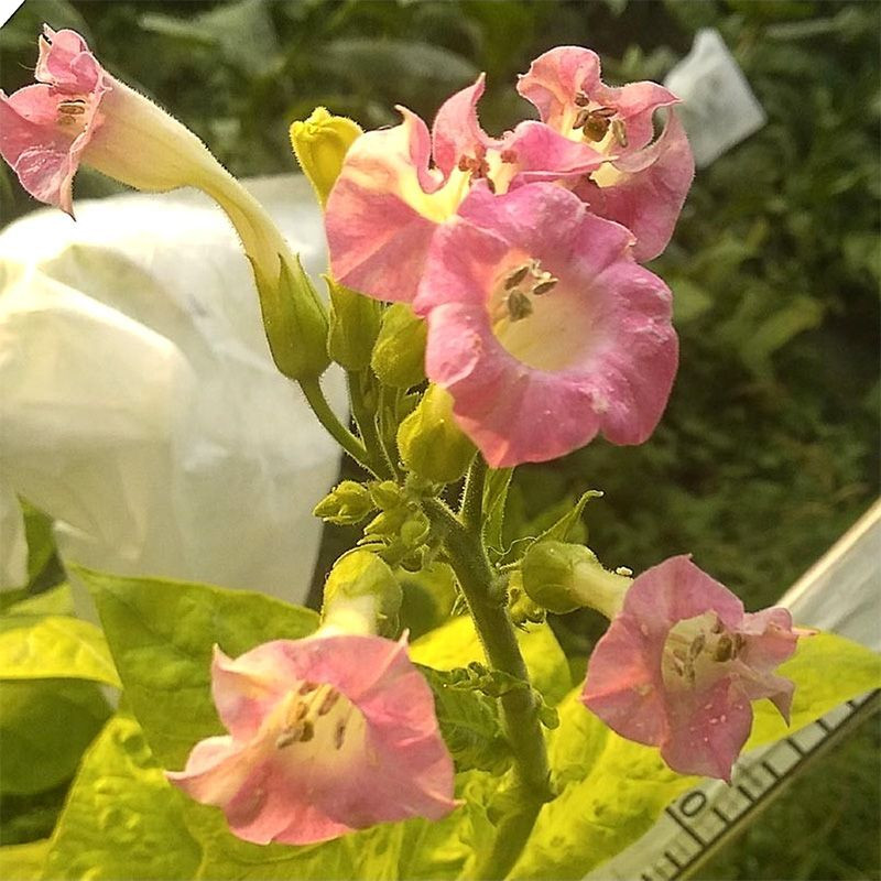Tobacco seeds - Simvol 4 - 300