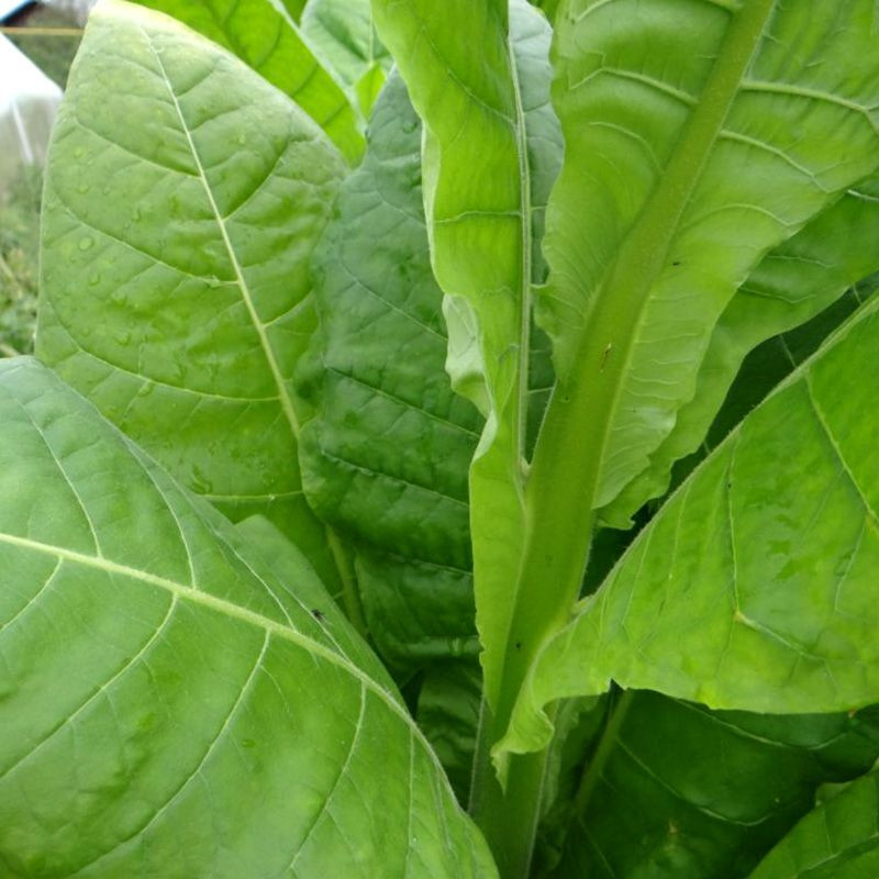 Tobacco seeds - Simvol 4 - 300
