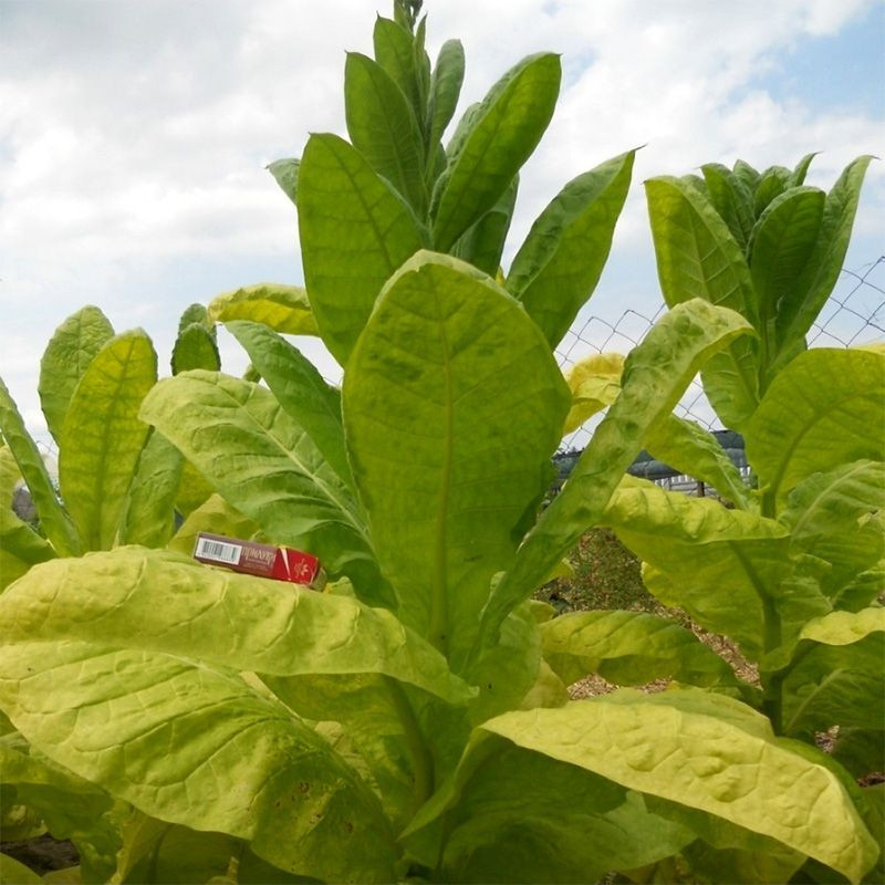 Tobacco seeds - Simvol 4 - 300