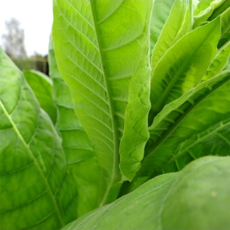 Tobacco seeds - Simvol 4 - 300