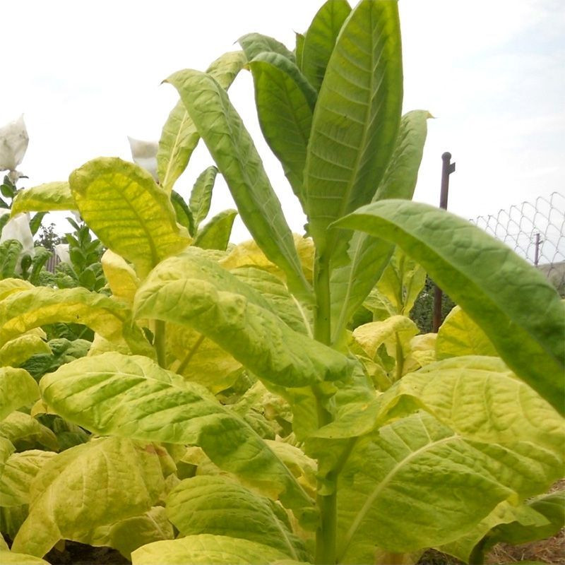 Tobacco seeds - Simvol 4 - 100