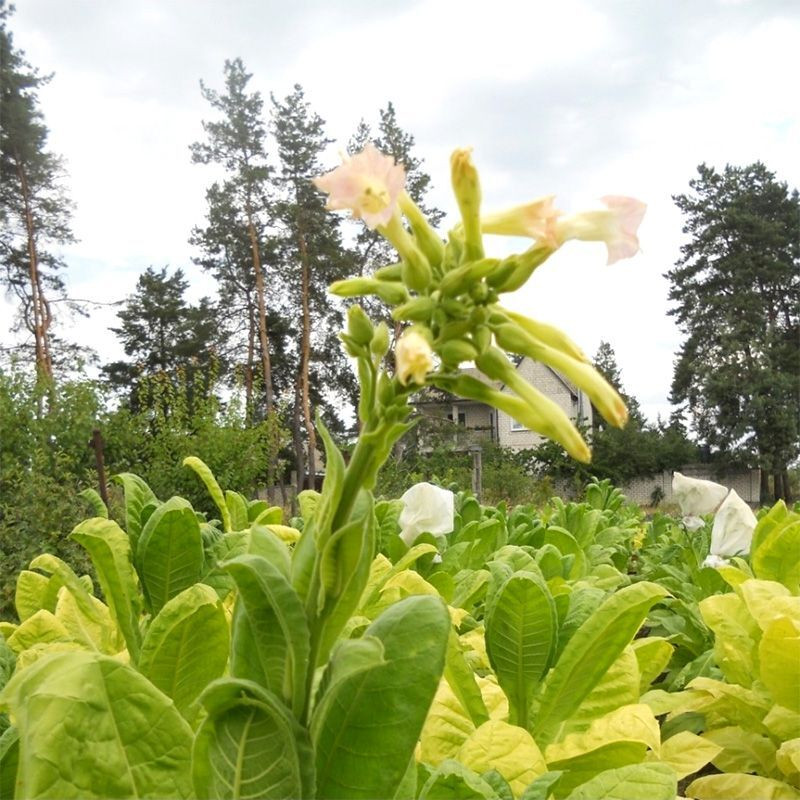 Tobacco seeds - Simvol 4 - 300