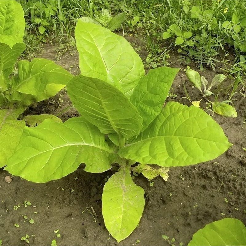 Tobacco seeds - Simvol 4 - 300