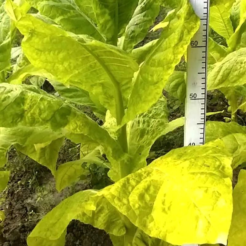Tobacco seeds - Simvol 4 - 300