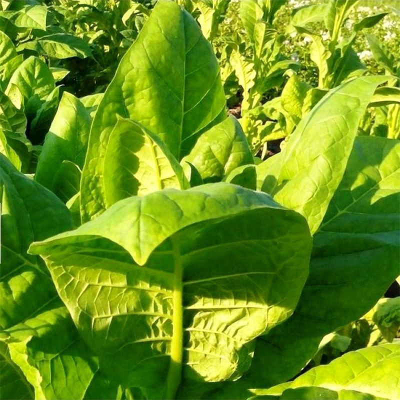 Tobacco seeds - Simvol 4 - 300
