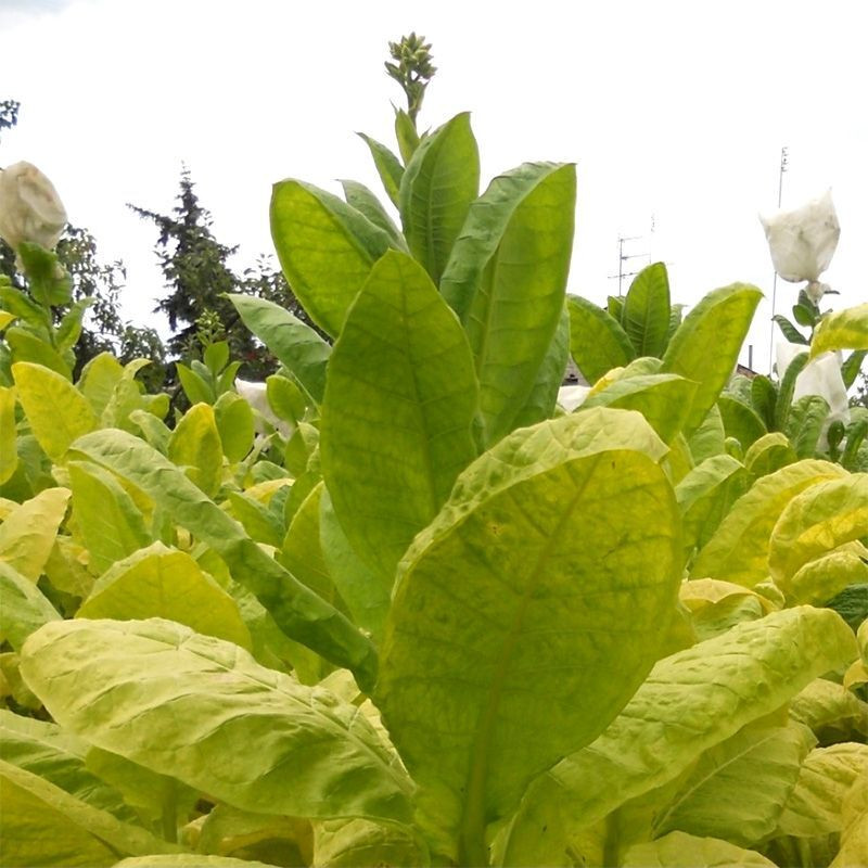 Tobacco seeds - Simvol 4 - 300