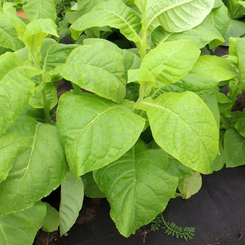 Tobacco seeds - Trapezond-92 - 100