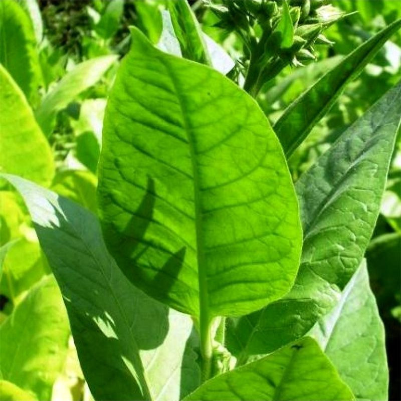 Tobacco seeds - Trapezond-92 - 100