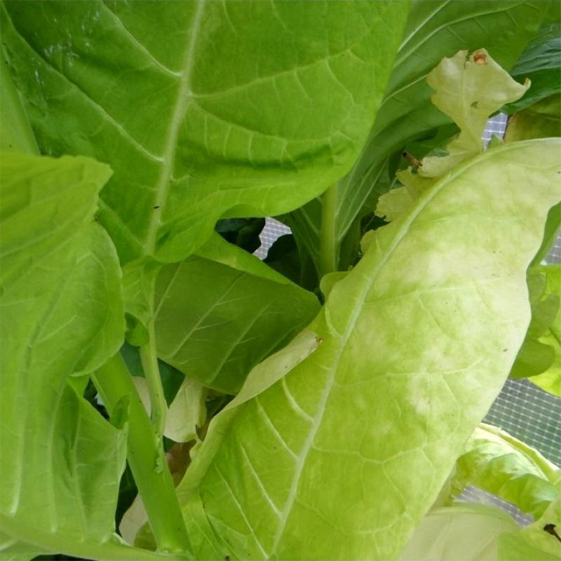 Tobacco seeds - Trapezond-92 - 100
