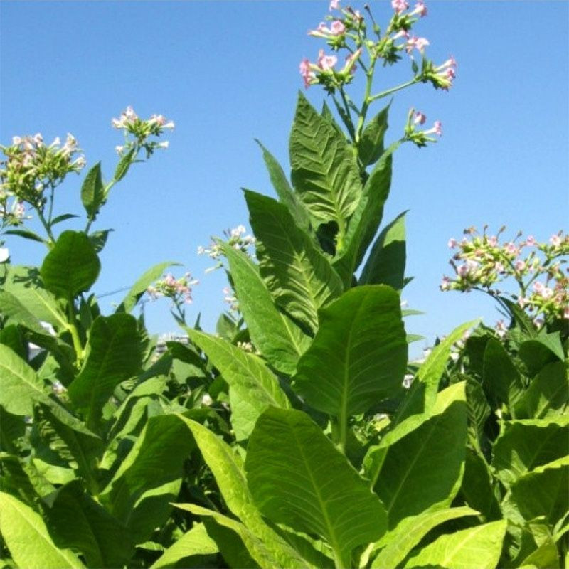 Tobacco seeds - Trapezond-92 - 100