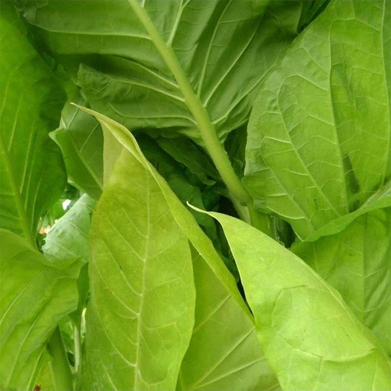 Tobacco seeds - Trapezond-92 - 100