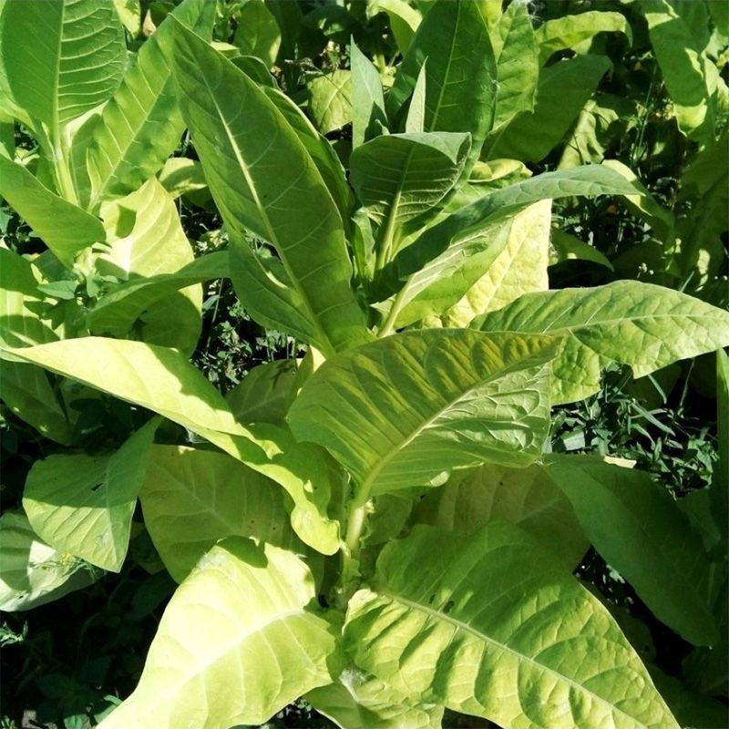 Tobacco seeds - Trapezond-92 - 100