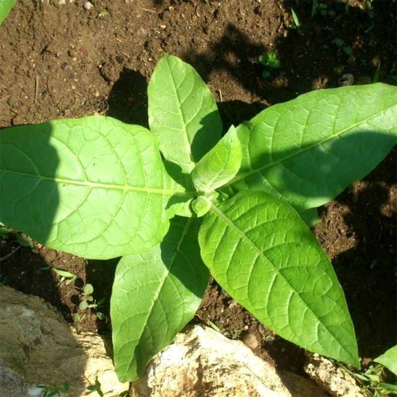 Tobacco seeds - Trapezond-92 - 100