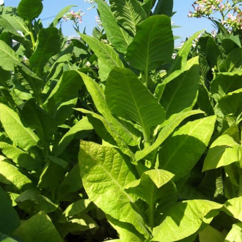 Tobacco seeds - Trapezond-92 - 100