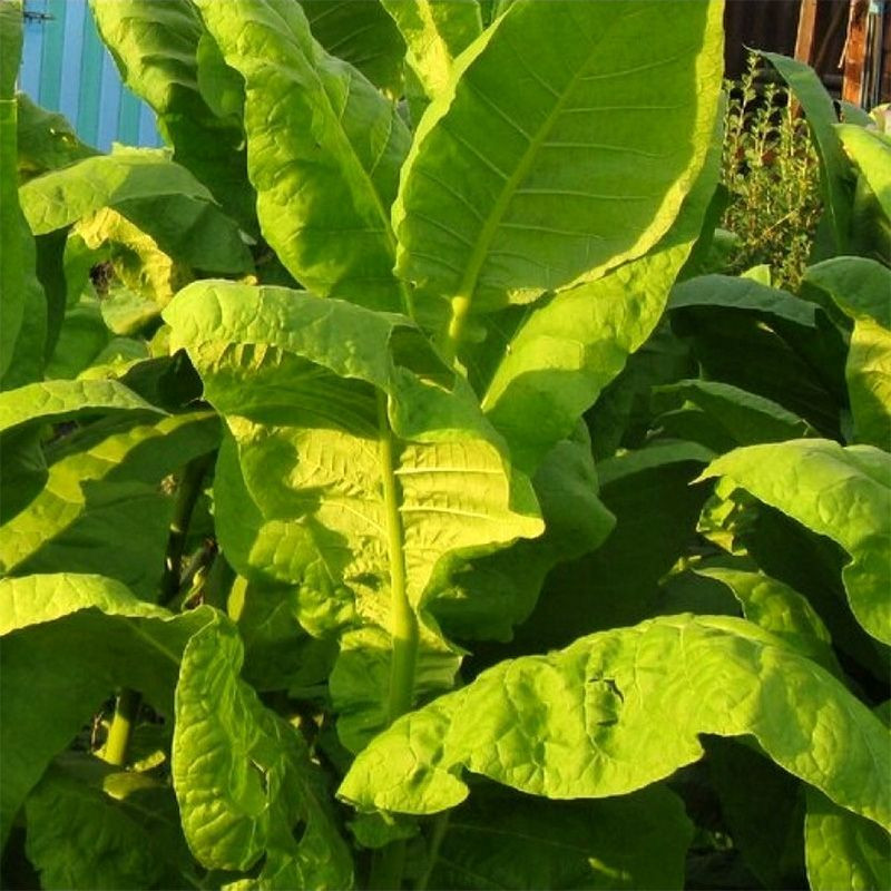 Tobacco seeds - Trapezond-92 - 100