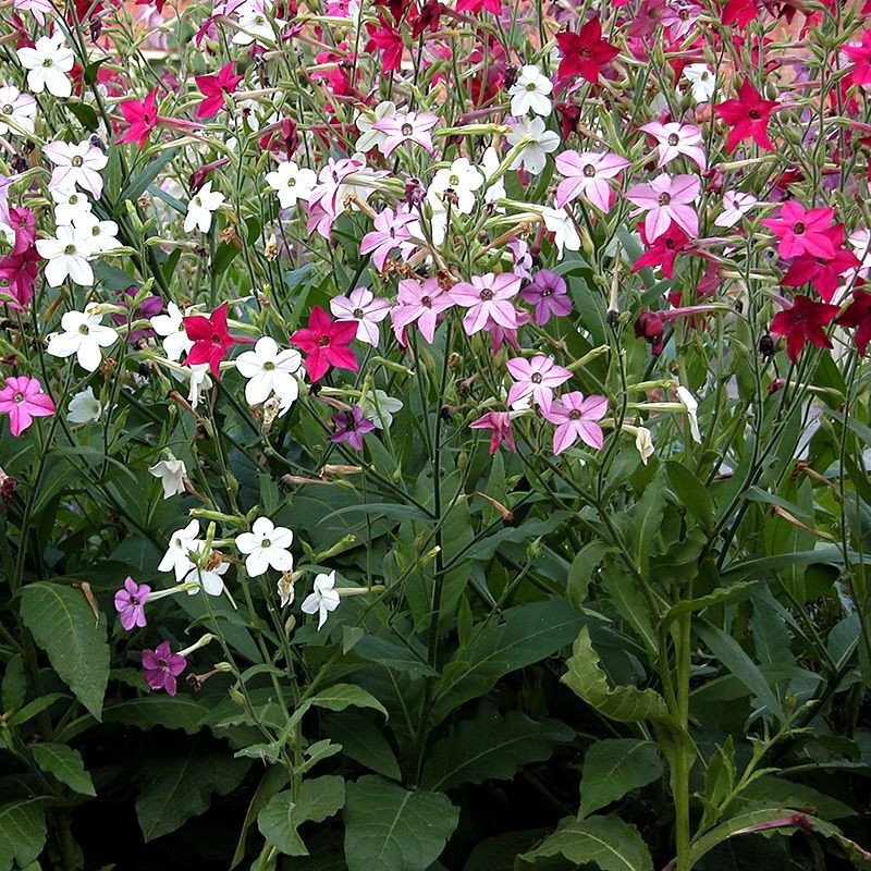 Tobacco seeds - Fragrant (Jasmine tobacco) - 50