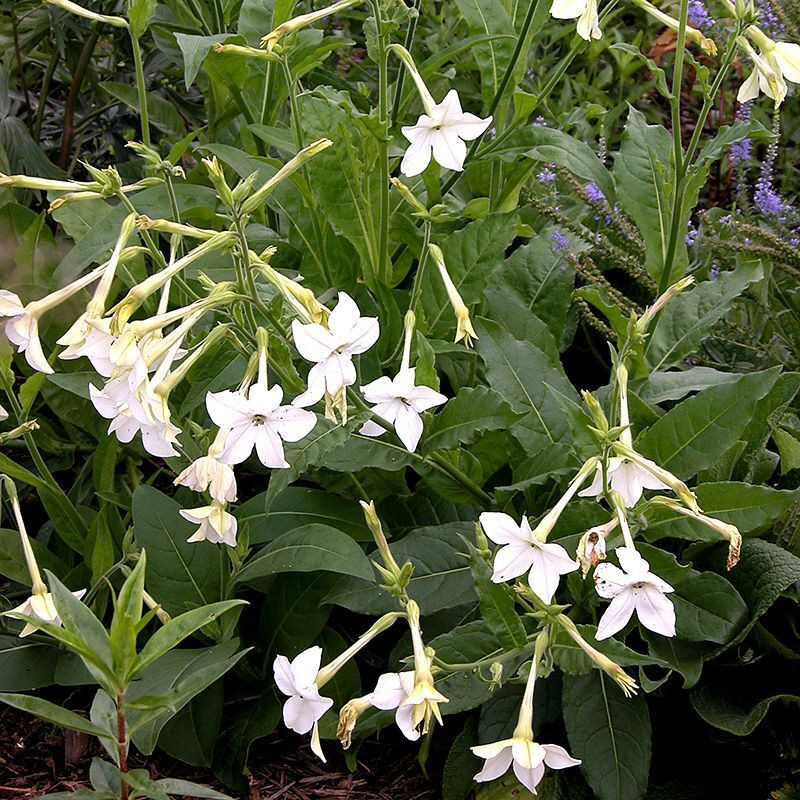 Tobacco seeds - Fragrant (Jasmine tobacco) - 50