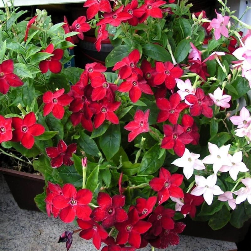 Tobacco seeds - Fragrant (Jasmine tobacco) - 50