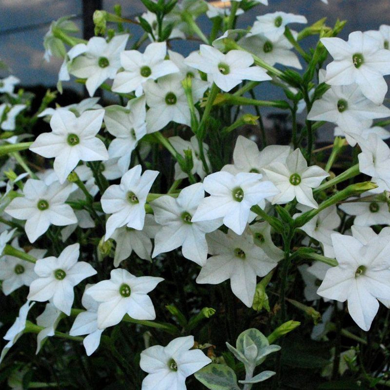 Tobacco seeds - Fragrant (Jasmine tobacco) - 50