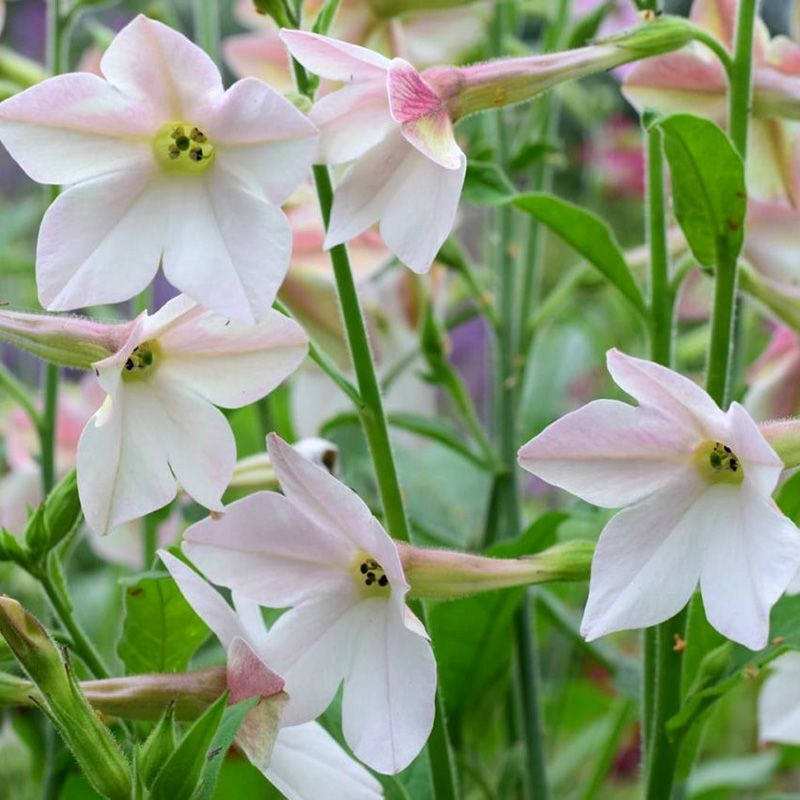 Tobacco seeds - Fragrant (Jasmine tobacco) - 50