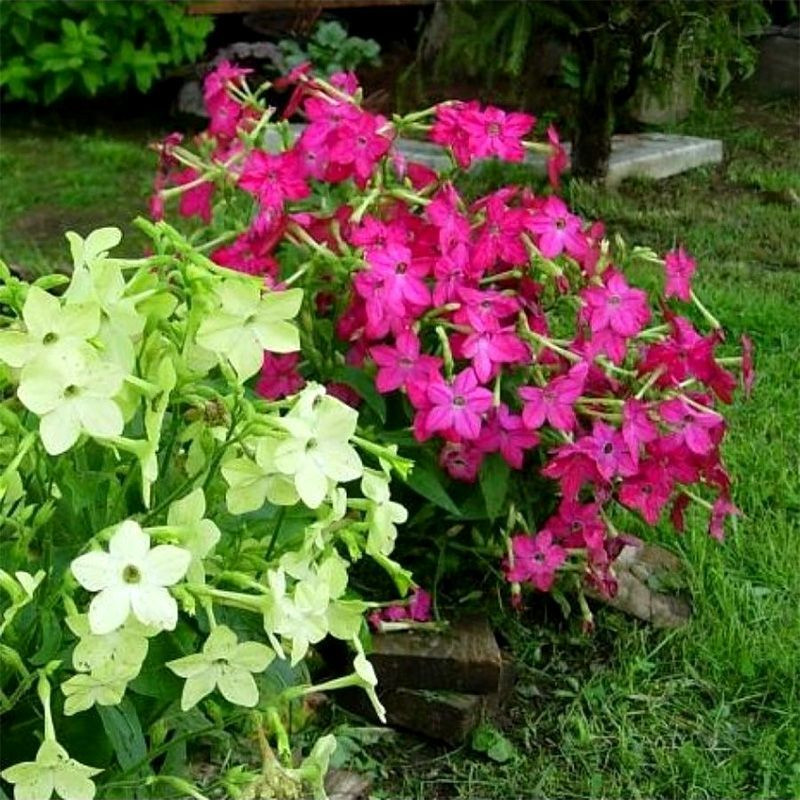 Tobacco seeds - Fragrant (Jasmine tobacco) - 50