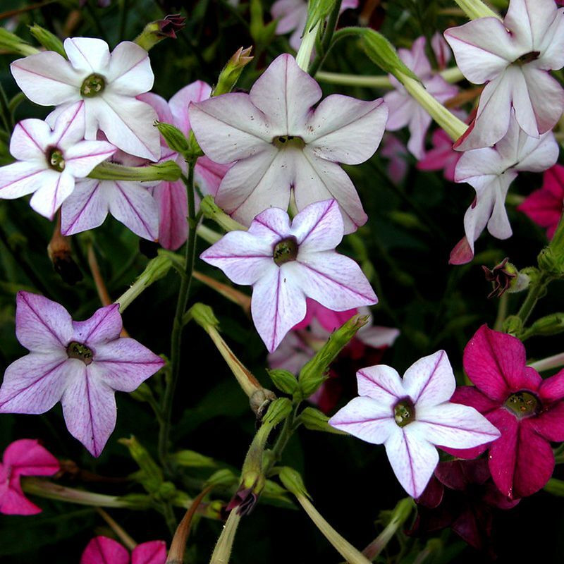 Tobacco seeds - Fragrant (Jasmine tobacco) - 50