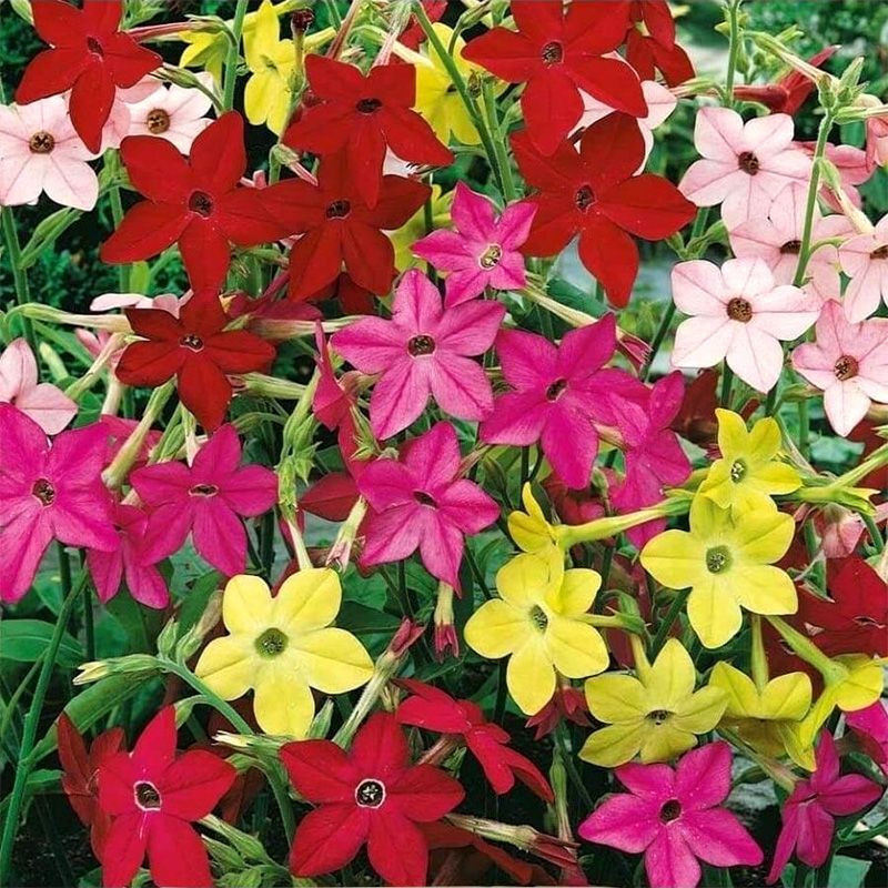 Tobacco seeds - Fragrant (Jasmine tobacco) - 100