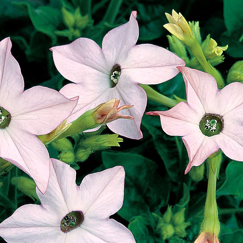 Tobacco seeds - Fragrant (Jasmine tobacco) - 50