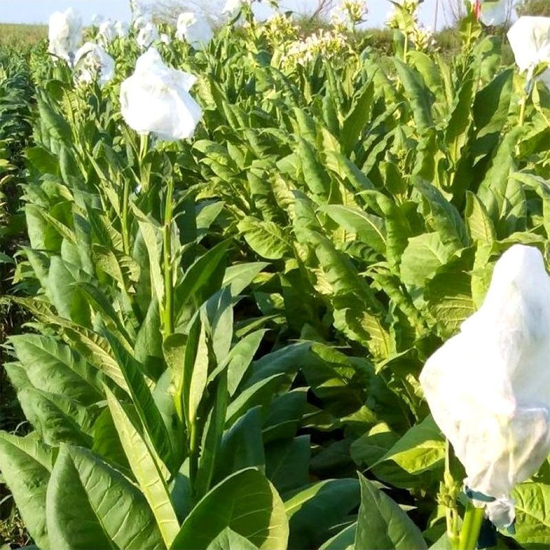 Tobacco seeds - Yellow Pryor - 50