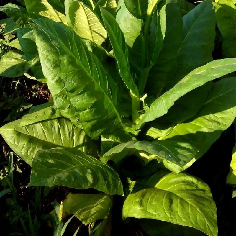 Tobacco seeds - Yellow Pryor - 100