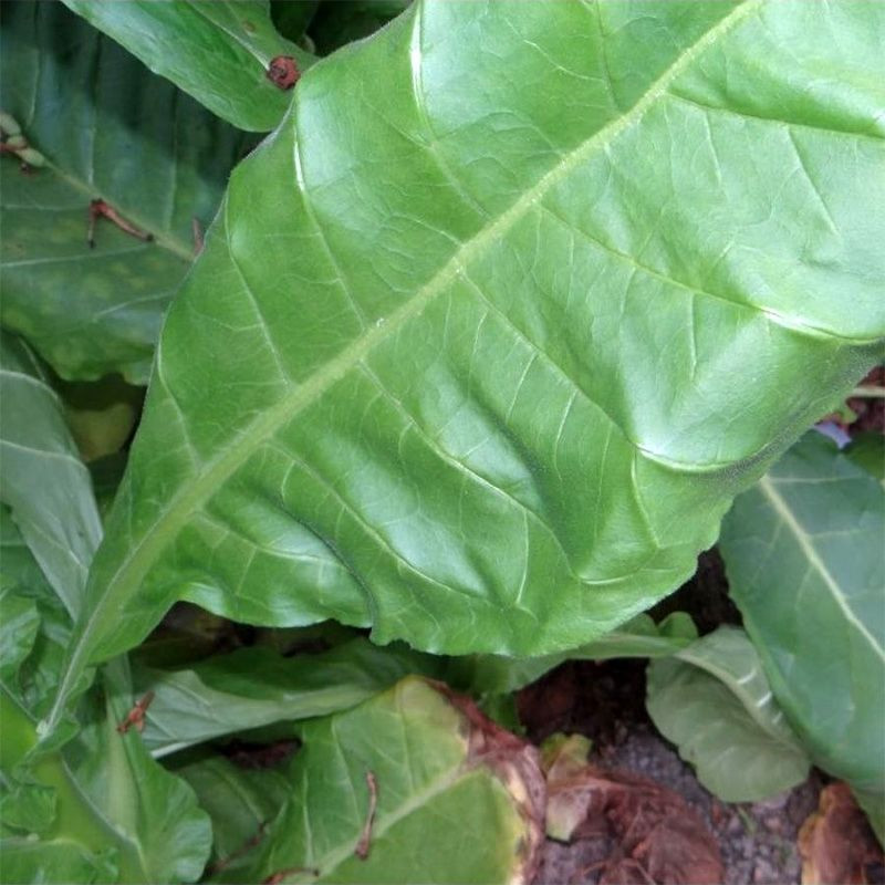 Tobacco seeds - Yellow Pryor - 50