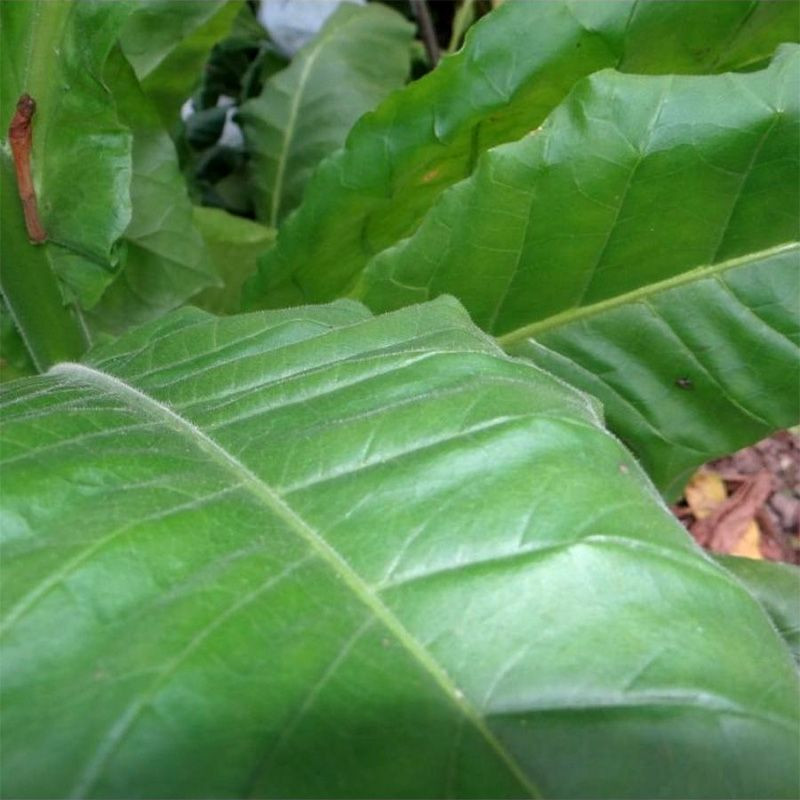 Tobacco seeds - Yellow Pryor - 50