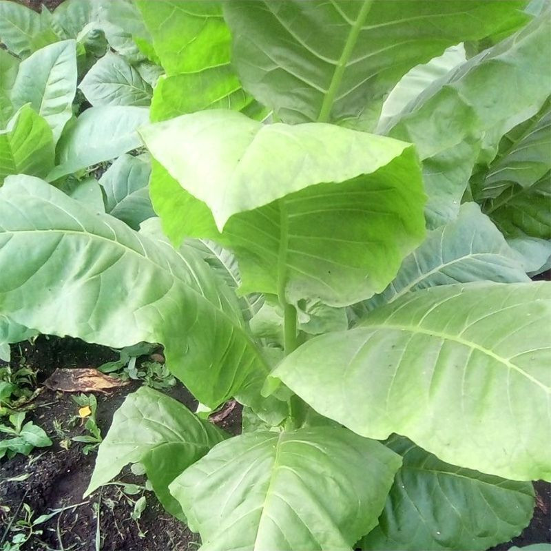Tobacco seeds - Yellow Pryor - 50