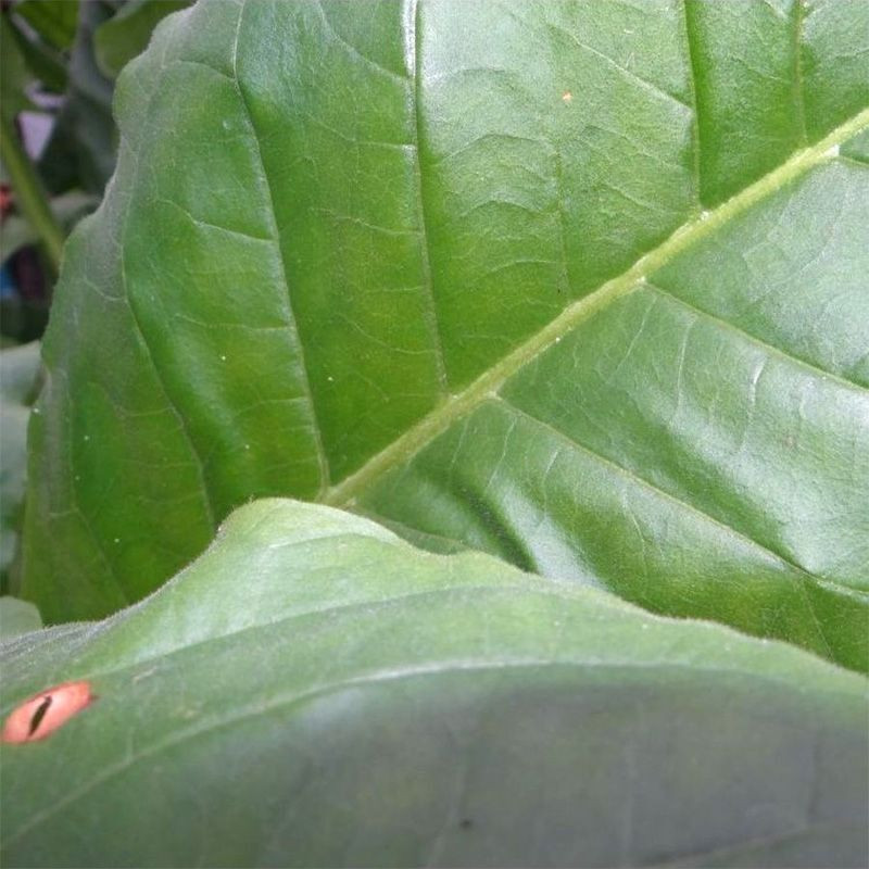 Tobacco seeds - Yellow Pryor - 50