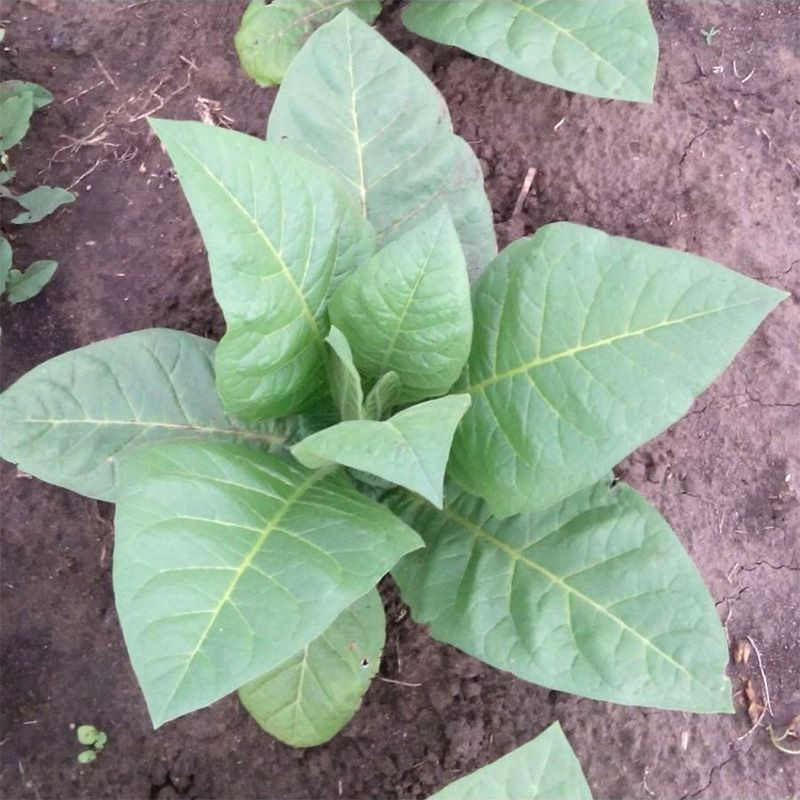 Tobacco seeds - Yellow Pryor - 50