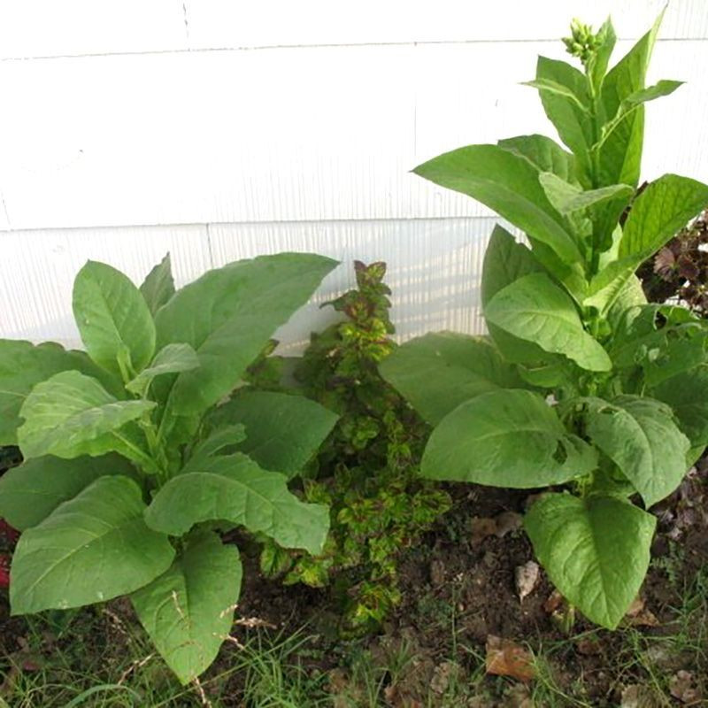 Tobacco seeds - Yellow Pryor - 50