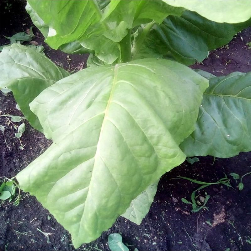 Tobacco seeds - Yellow Pryor - 50