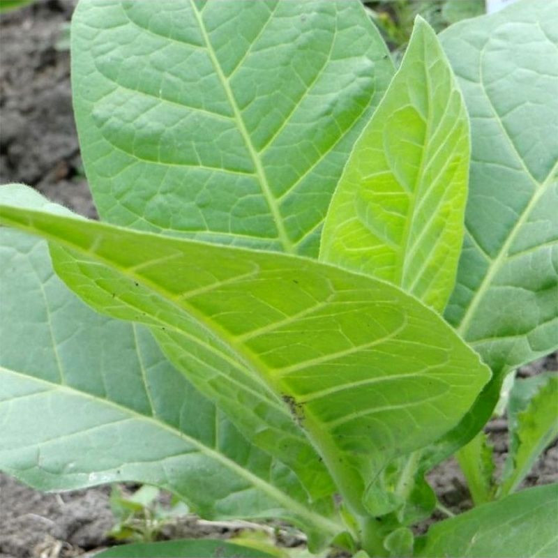 Tobacco seeds - Walkers Broad Leaf - 300