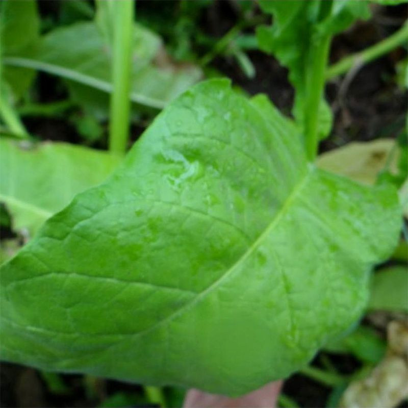 Tobacco seeds - Walkers Broad Leaf - 300